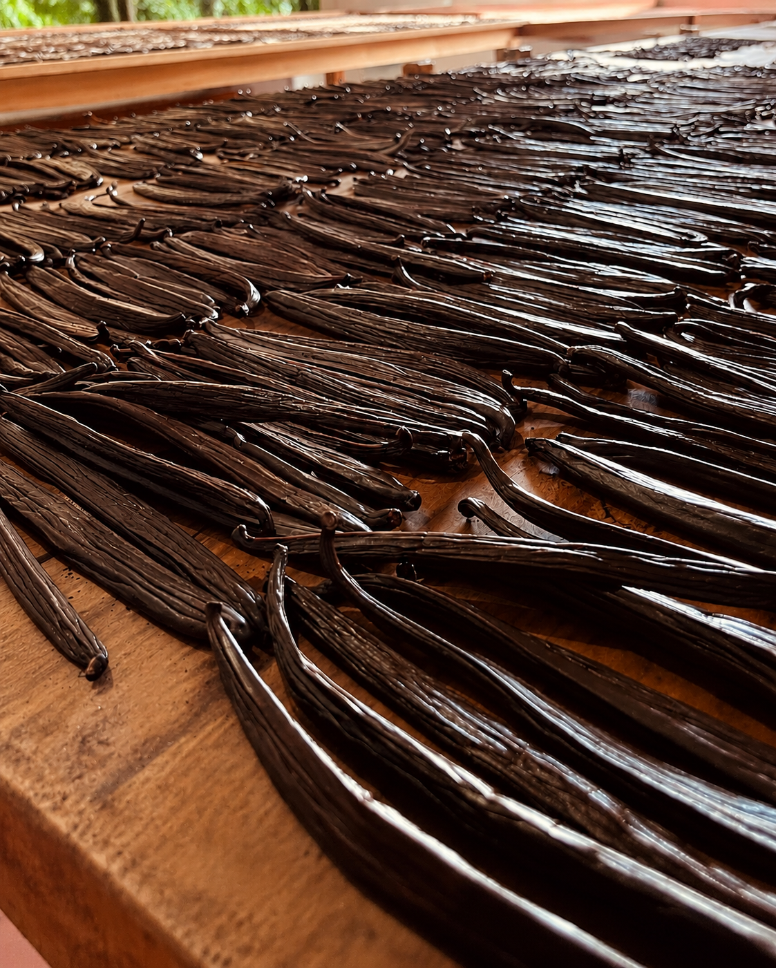 Grade A Tahitian Vanilla Beans | Farm-Direct from Ecuador