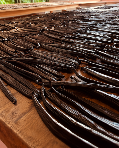 Grade A Tahitian Vanilla Beans | Farm-Direct from Ecuador