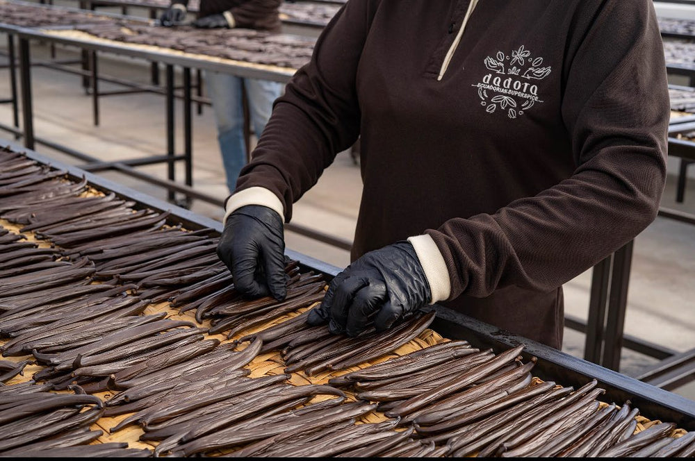 Sorting cured vanilla beans by hand