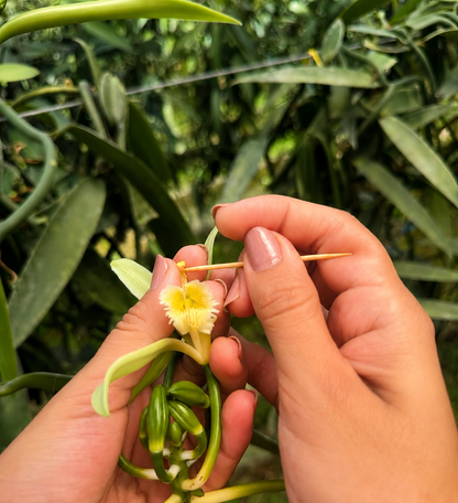 Grade A Tahitian Vanilla Beans | Farm-Direct from Ecuador