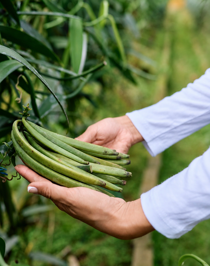 Grade A Tahitian Vanilla Beans | Farm-Direct from Ecuador
