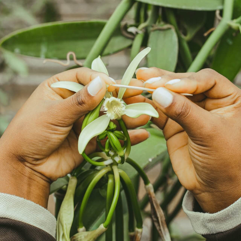Hand-pollinating a vanilla orchid
