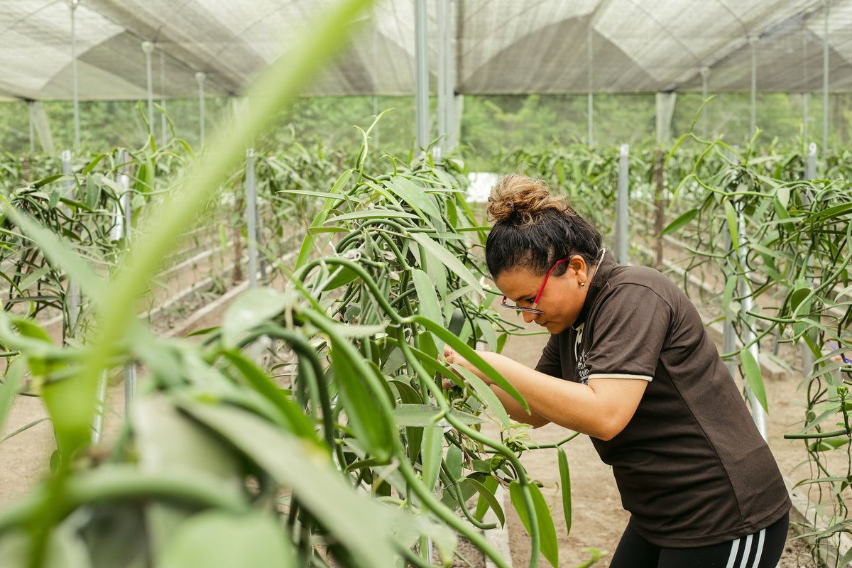 Hand-pollinating vanilla orchids on the Dadora farm